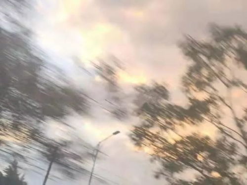 第1647期｜梧桐樹下的來信